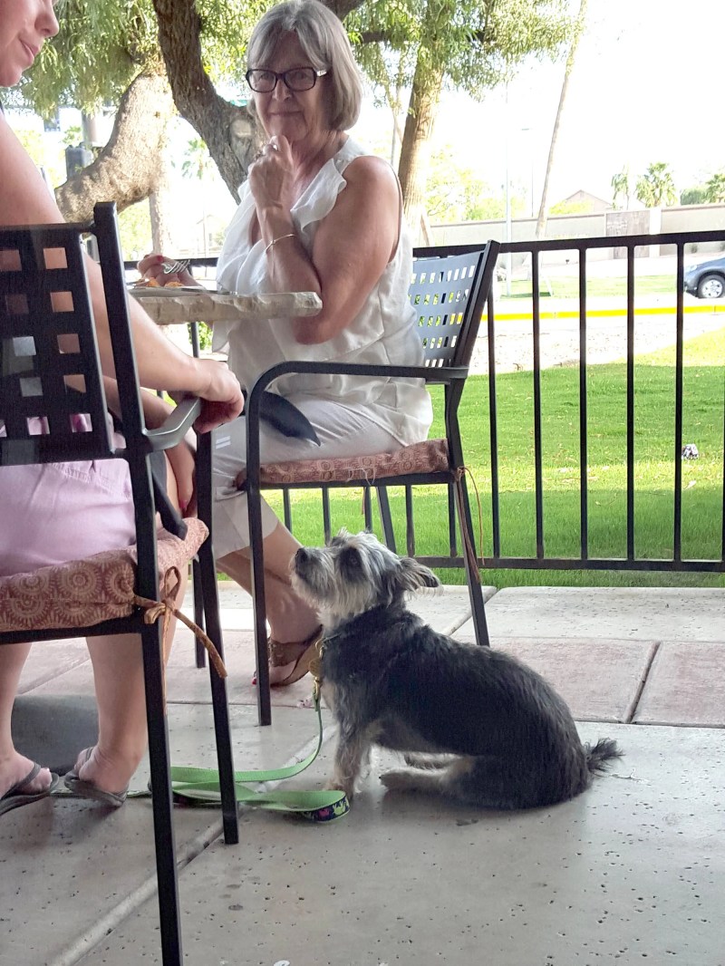 Dog Friendly Restaurants With Outdoor Seating Near Me