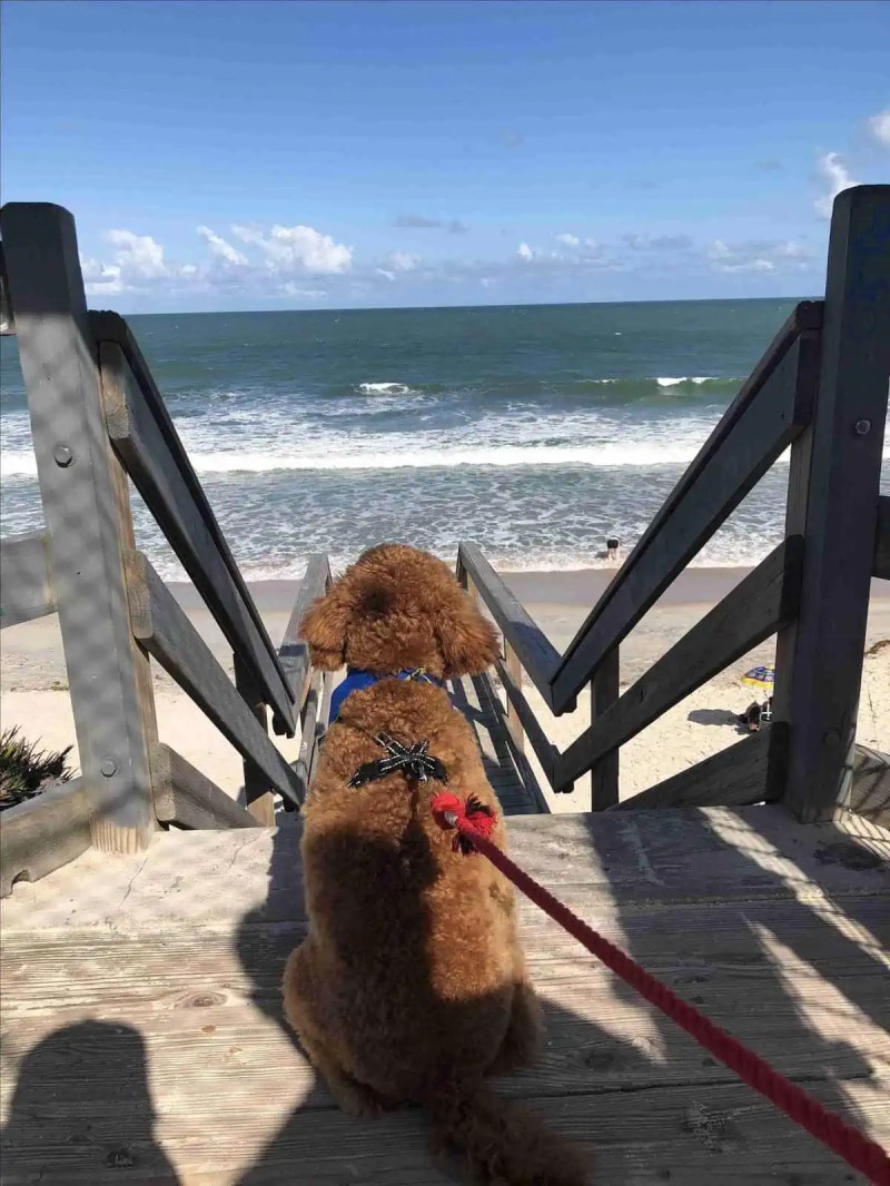 Dog Friendly Vacations In Northeast