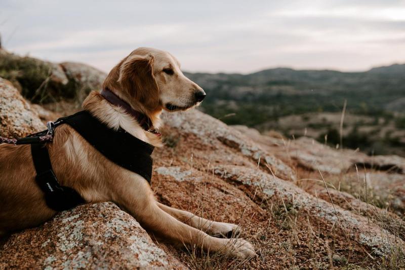 Dog Friendly Vacations In The Midwest