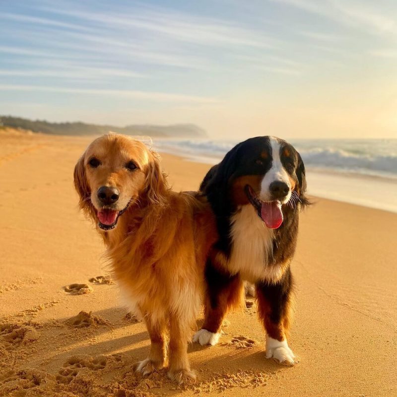 Good Dog Friendly Beaches Near Me