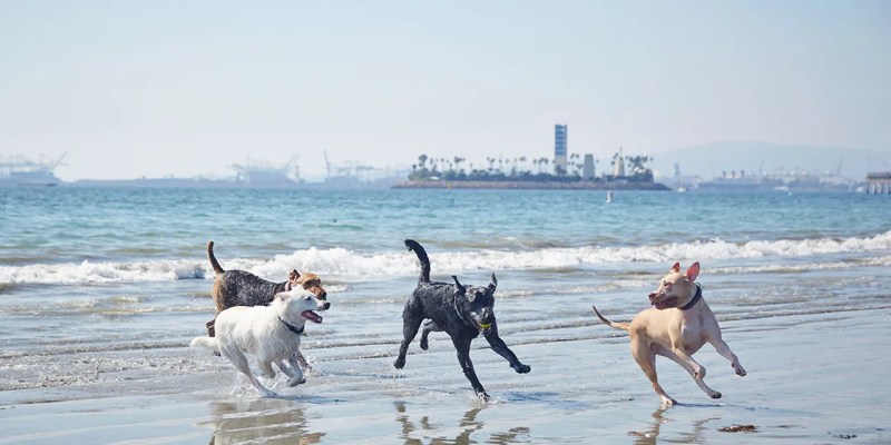 Off Leash Dog Friendly Beaches Near Me