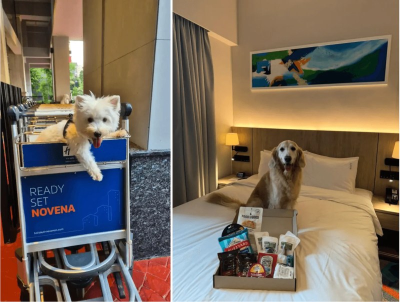 Place To Keep Dogs While On Vacation